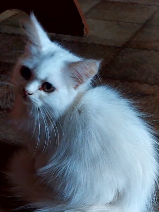 Отдам котят за фрукты 1 кг.