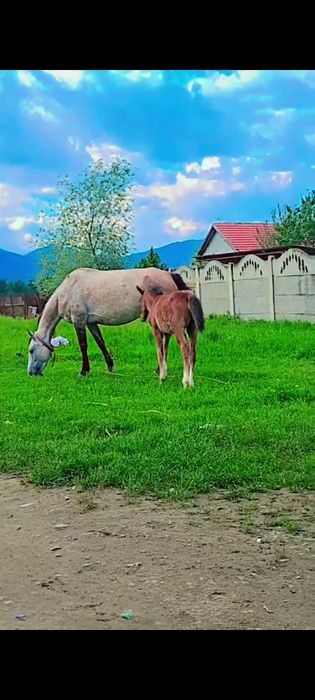 Vând iapa cu manz semi greu românesc