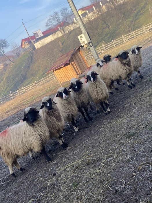 Miele breze de vânzare