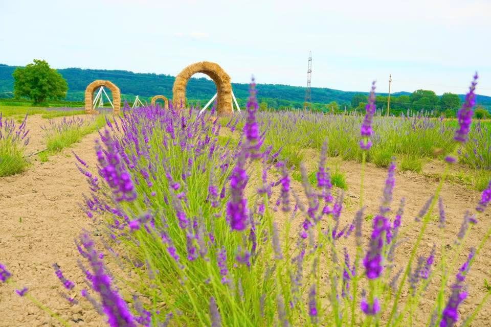 Lavanda uscata floare