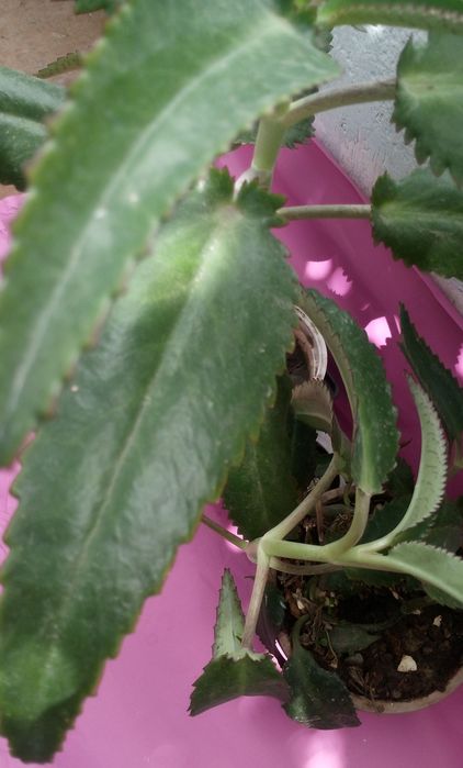 Живое дерево -каланхоэ