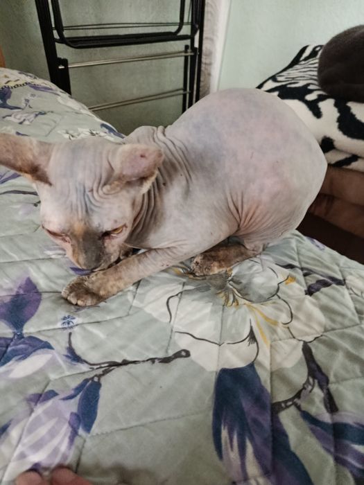 Продаётся девочка 5,5 месяцев