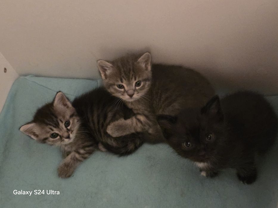 Котята домашние, в добрые руки