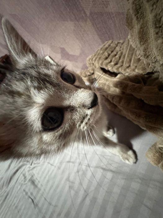 Котенок 3 месяца девочка