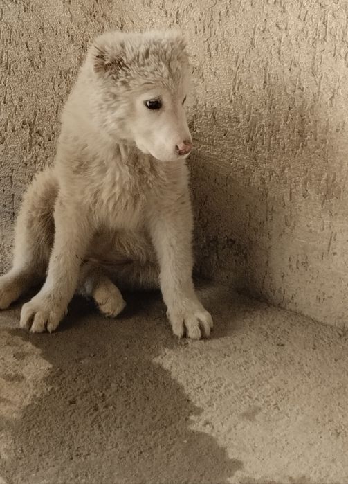 СРОЧНО ПРОДАМ Сао ұрғашы девочка 3 жарым аи Алматы облс