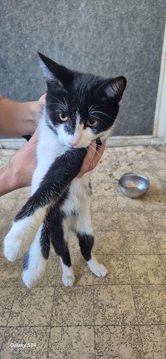 Котенца за отглеждане