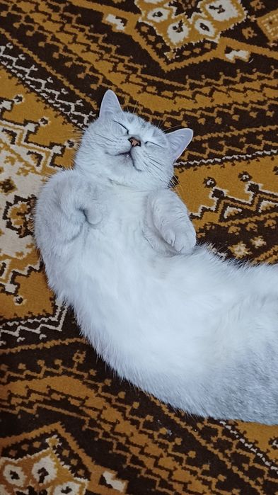 Серебристая, британская Шиншила.