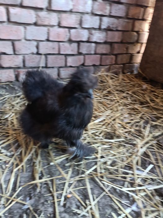 Vând două perechi mătase japoneză