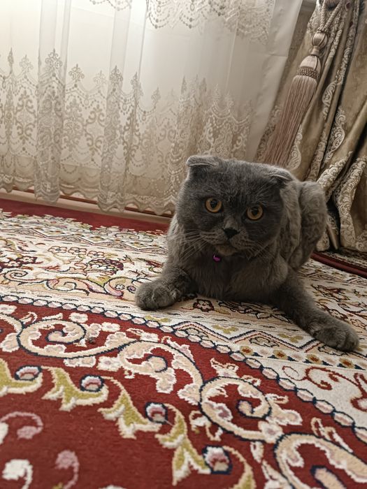 СОТИЛАДИ 500МИНГ (КЕЛИШАМИЗ) Бриттиш фолд угил мушугимиз 1.5 йош