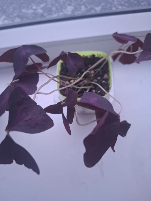 Продам кислицу, бабочки