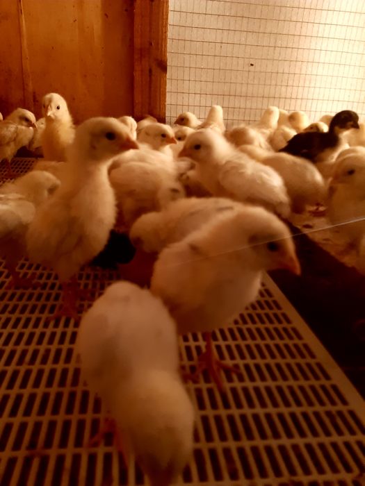 Цыплята ,чужалар ХайЛайн порода