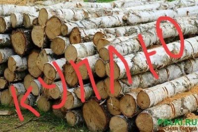 Кругляк березы 2 метра