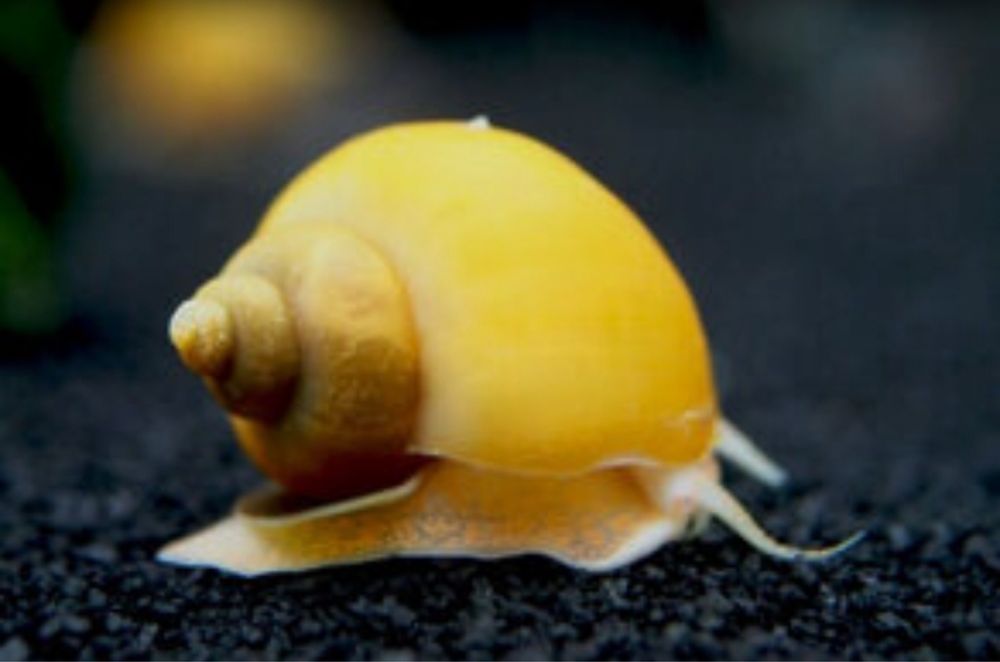 Продам улитки 400 тг