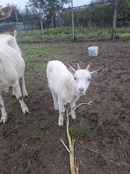 Caprița Sannen de vânzare