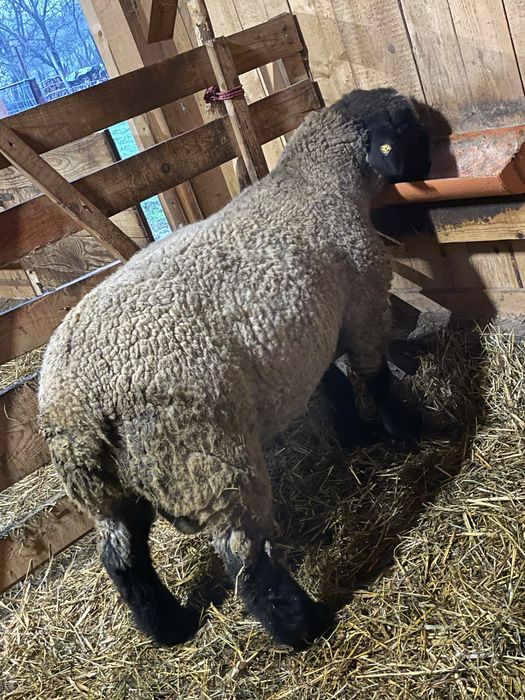 oi suffolk de vanzare