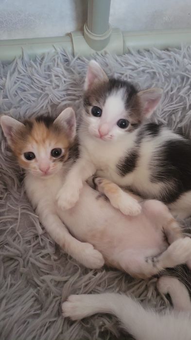 Котята даром в добрые руки красивые