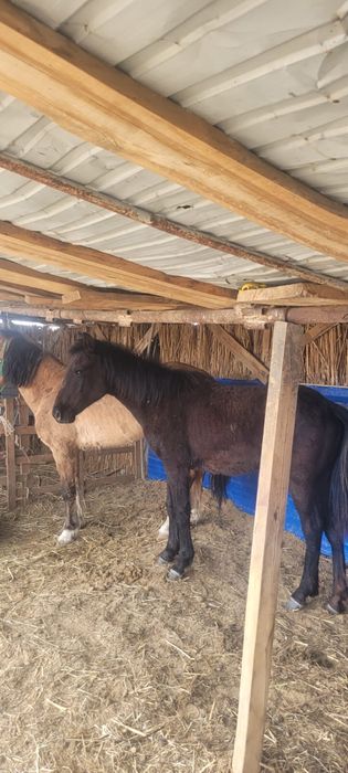 Тай ірі сатылады