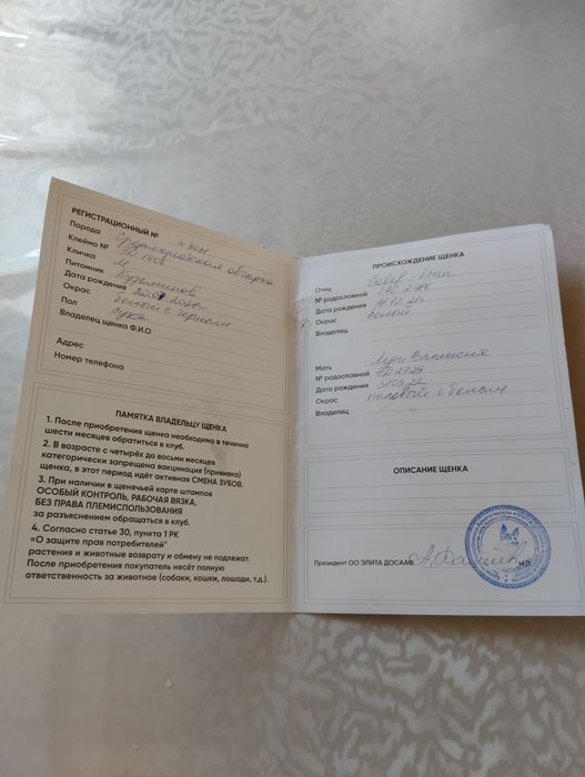 Продам суку Алабая молодая два года с документами