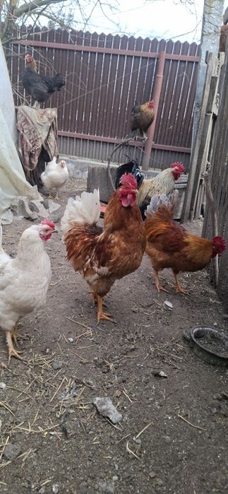 Vand cocoși de țară