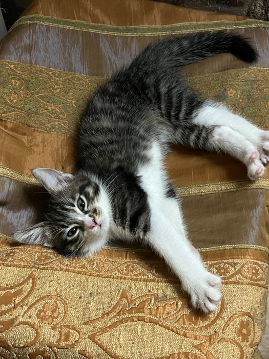 Милый Котёнок в добрые руки