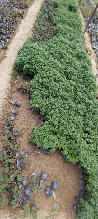 Globus , lavanda ko' chatlari sotuvda bor