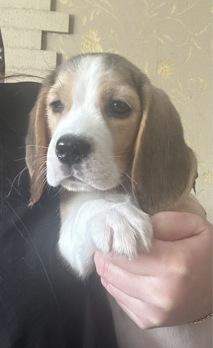 Щенок бигля, документы