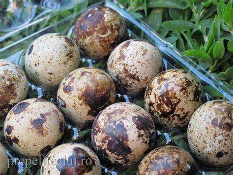Oua prepelita de consum si de incubat