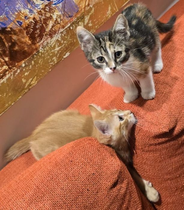 Супер гальовни котета!