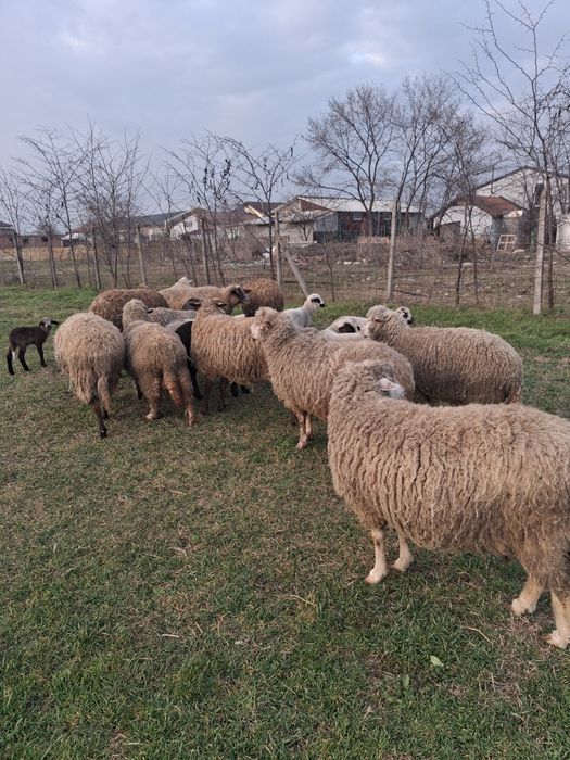 Oi cu miei de vanzare