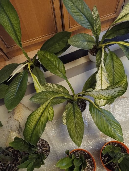 Распродажа комнатных растений.