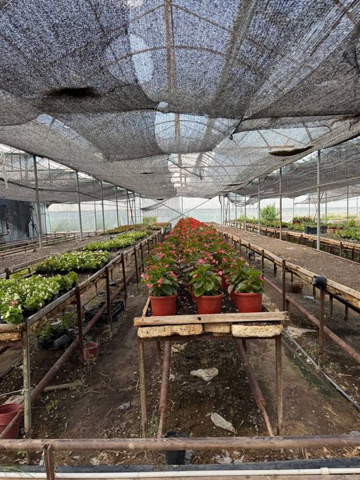 Tayyor BIZNES ! Tayyor parnik sotiladi