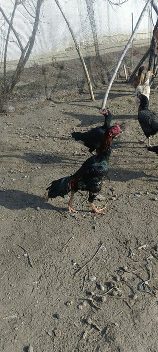 Продам бойцовых петухов