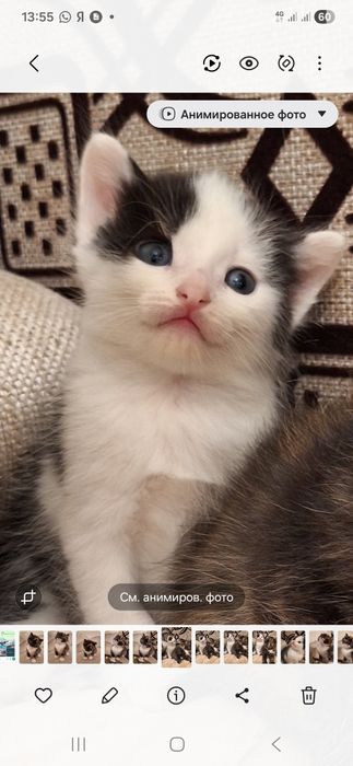 Отдам котят в добрые руки
