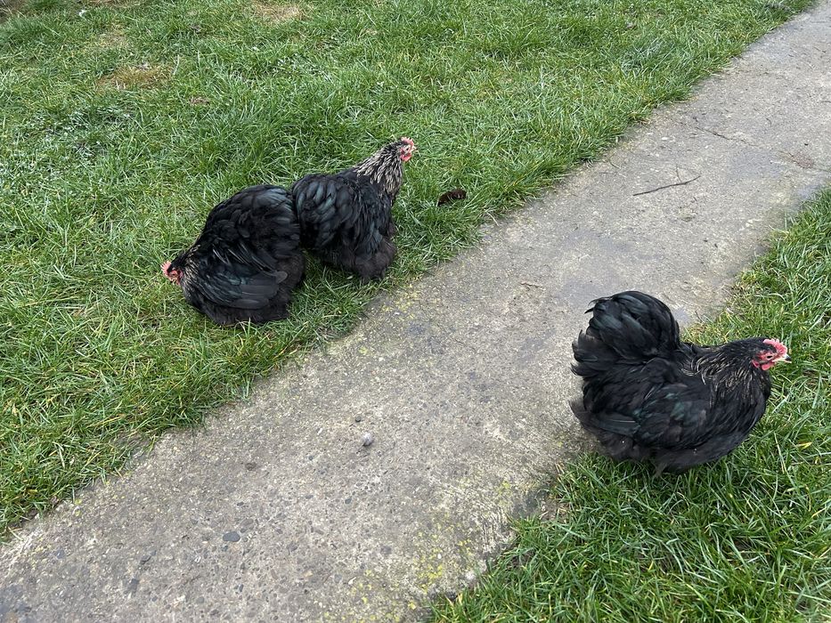 Cochinchina pitic cocosi expo