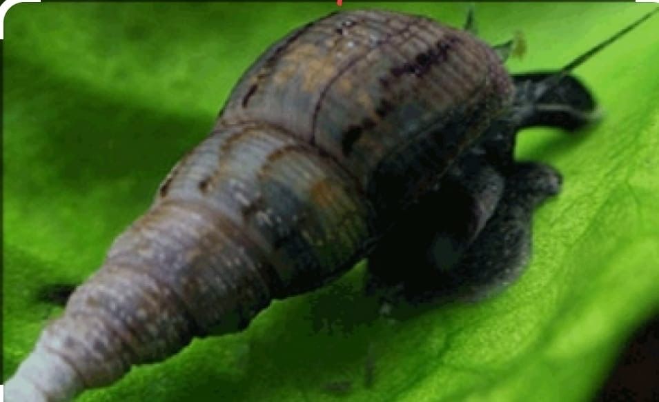 Продам улиток Мелания