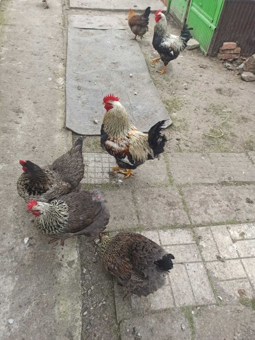 Яйца от Катунски кокошки и Черен Австралорп