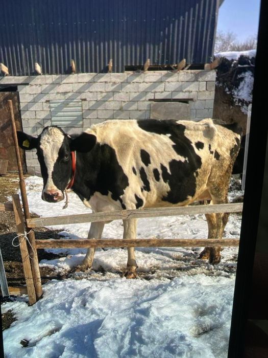 Продам коров породистые голштин.