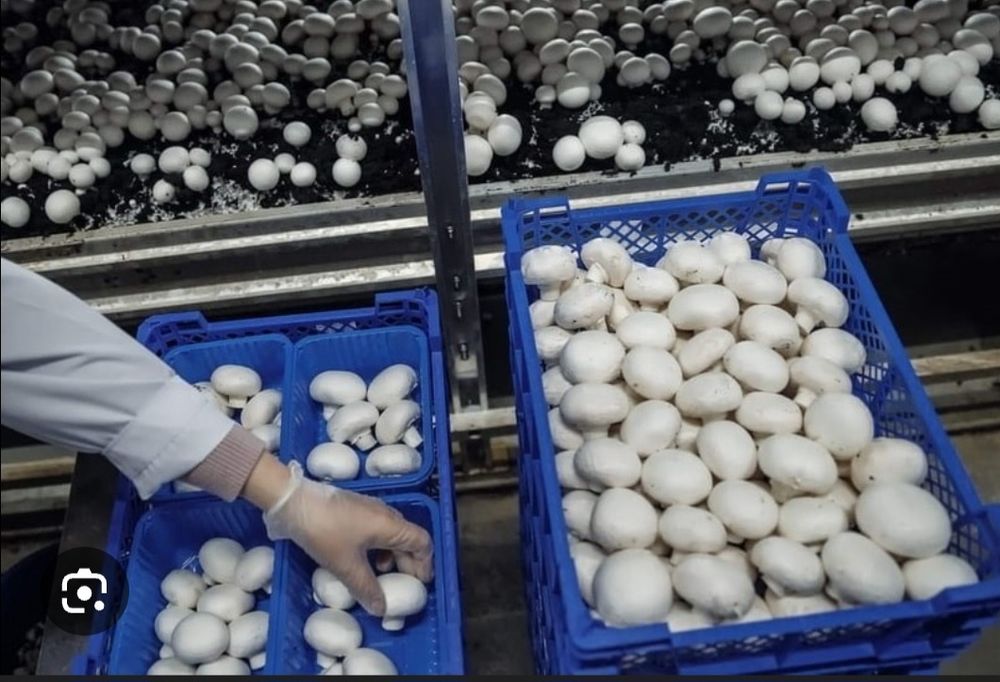 Шампиньоны продам