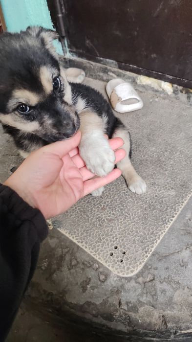 Отдам щенка в добрые руки