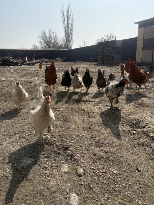 Продам кур и петухов