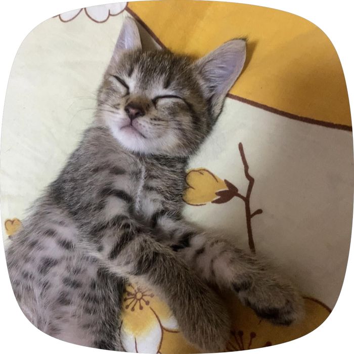 Раздам игривых котят