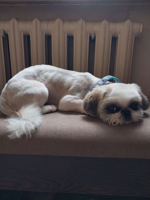 Продаётся: Очаровательная милашка - собачка