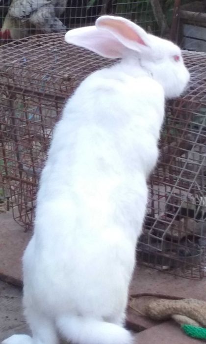 Vand iepuri mari si mici