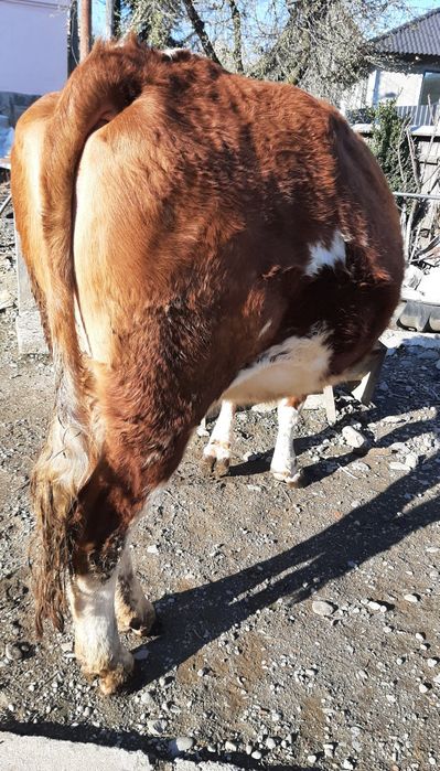 Juninca Bălțată Românească