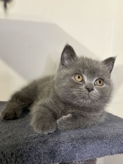 Pui British shorthair