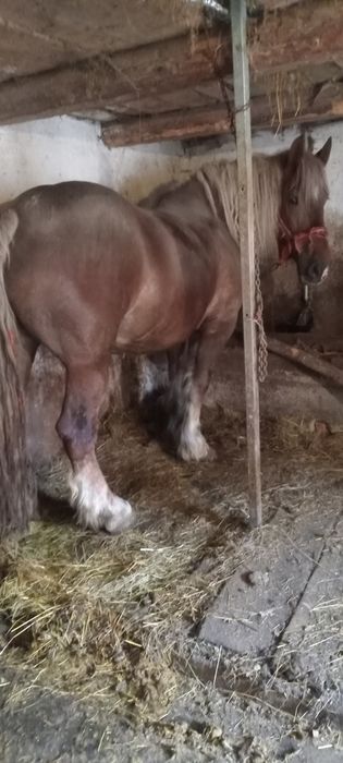 Vand trei iepe a fata  si 1 manz