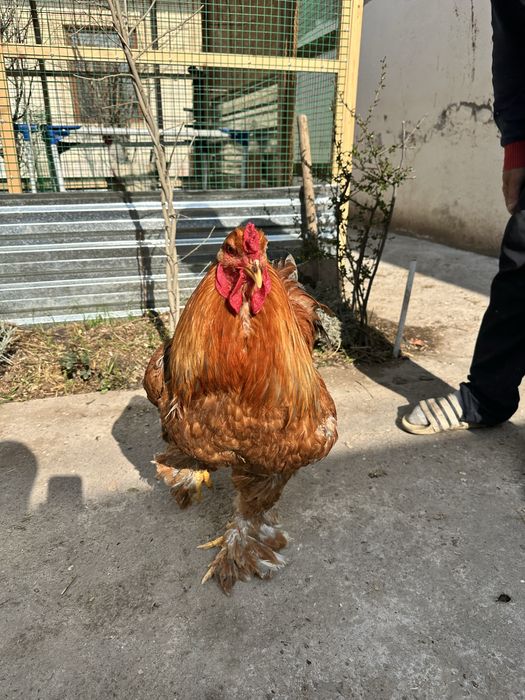 Петухи. Хурозла. Брама. Большие! Красивые!