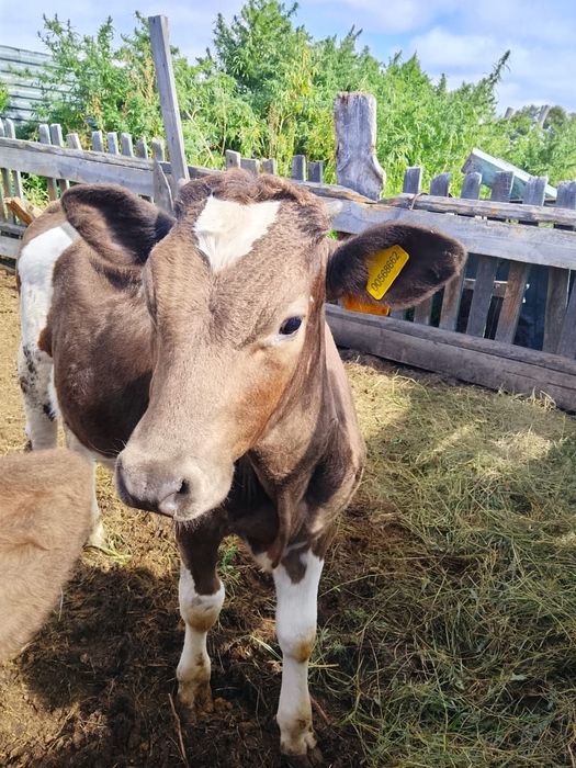 Продам телочку и бычка