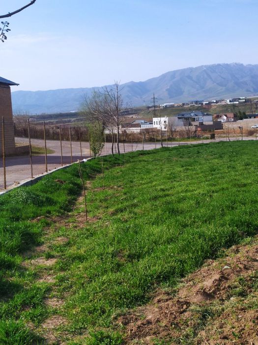 Asalrichilik uchun yer arendaga beriladi