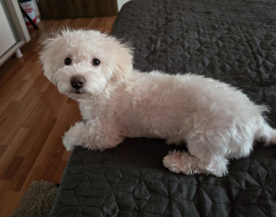 Bichon Maltez,Femelă